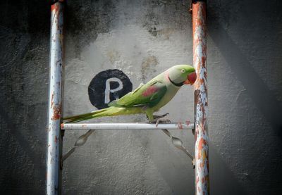 Close-up of parrot on ladder