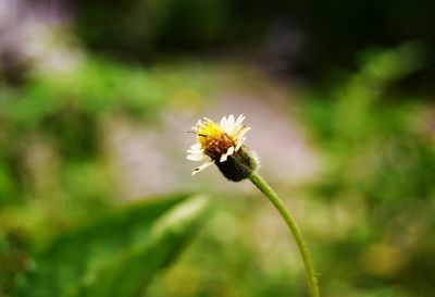 Close-up of insect on flower