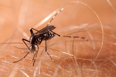 Close-up of insect