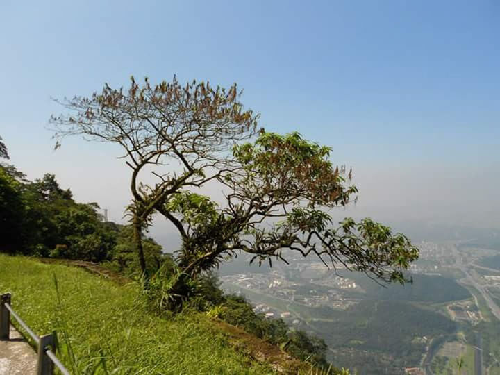 plant, tree, sky, beauty in nature, scenics - nature, tranquil scene, nature, tranquility, growth, landscape, day, environment, no people, land, mountain, green color, non-urban scene, outdoors, clear sky, water