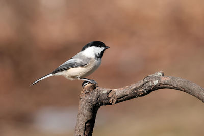 Chickadee perched on a branch