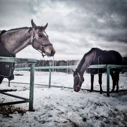 Horse standing in ranch against sky during winter