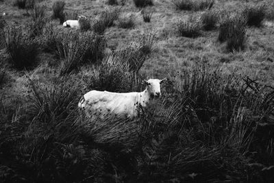 View of a cat on field
