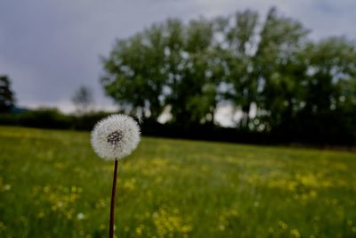 Close-up of dandelion on field