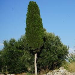 Low angle view of trees against clear blue sky