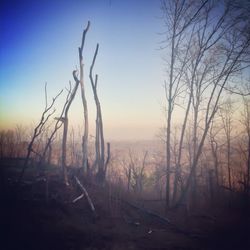 Bare trees on landscape at sunset