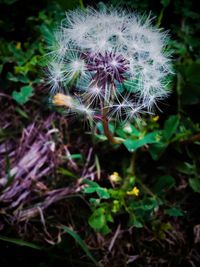 Close-up of dandelion