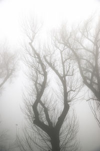Low angle view of bare tree against sky