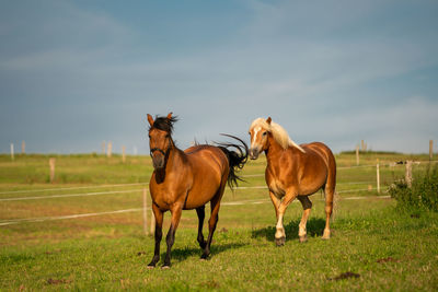 Horses standing in ranch against sky
