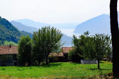 Trees on landscape against mountains