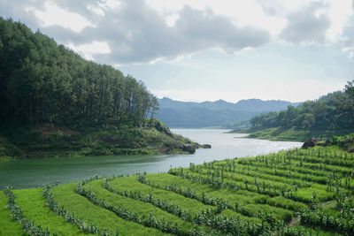 Scenic view of agricultural field against sky