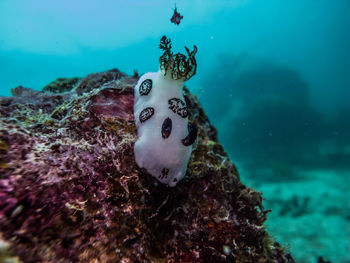 Jorunna funebris - black and white nudibranch 