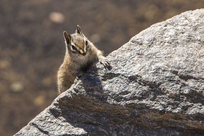 Chipmunk climbing on a rock