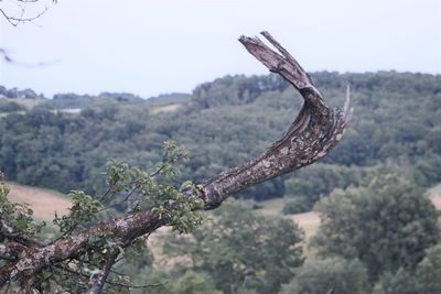 View of tree against sky