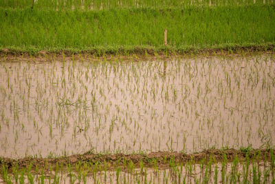 Scenic view of rice field