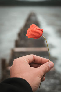 Close-up of hand holding red rose flower