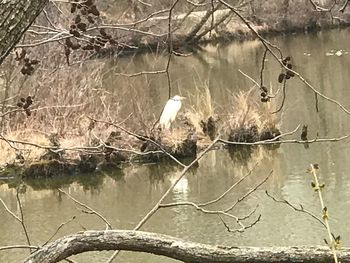 Reflection of tree in lake