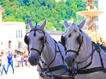 Close-up of horse