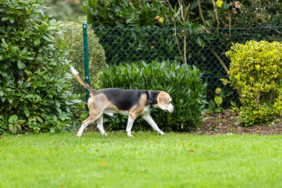 Side view of dog running on grass