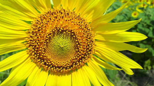 Close-up of sunflower