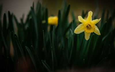 Close-up of yellow flowering plant