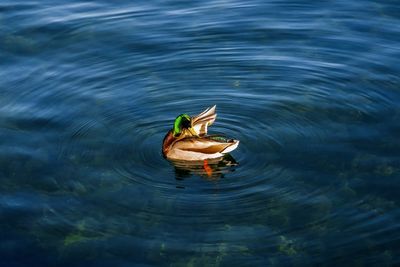 Duck at ontario lake