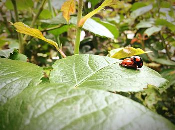 Close-up of ladybug on leaf