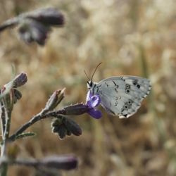 Close-up of butterfly pollinating on flower