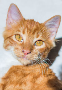 Close-up portrait of a cat