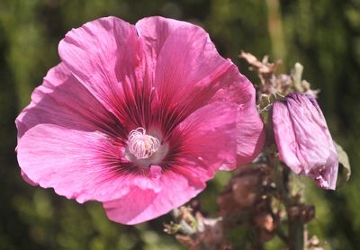 Close-up of pink rose flower