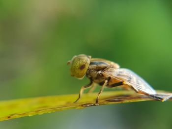 Close-up of insect on leaf