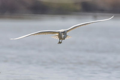 Bird flying over lake