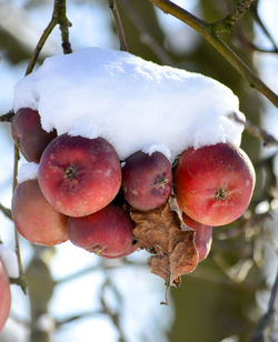 Close-up of frozen berries on tree