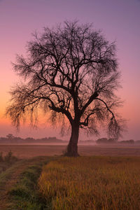 Silhouette tree on field against sky during sunset