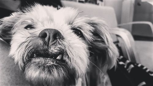 Close-up of dog