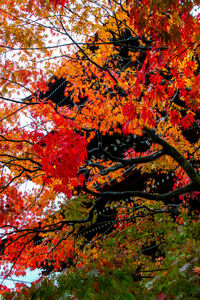 Low angle view of trees