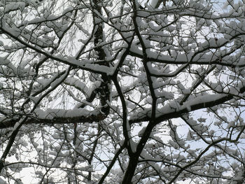 Low angle view of cherry blossoms against sky