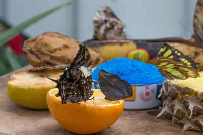 Close-up of butterflies pollinating on orange fruit
