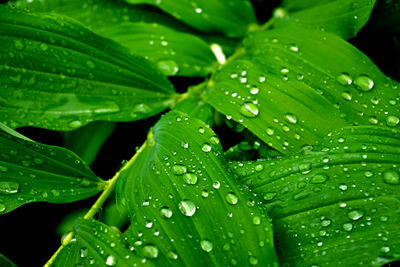 Close-up of water drops on plant