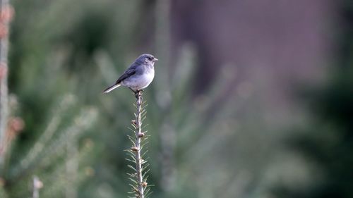 Close-up of bird perching on branch