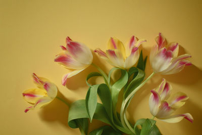 Close-up of flowers over yellow background