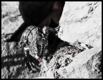 Close-up of birds on rock