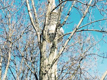 Low angle view of bare trees against blue sky