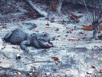 High angle view of crocodile in lake