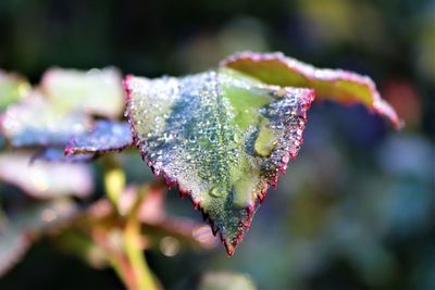Close-up of frozen leaves during winter