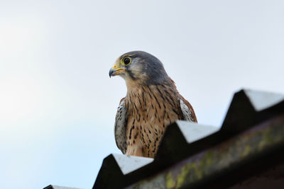 Portrait of a kestrel on a shed roof