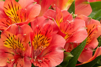 Close-up of orange lilies