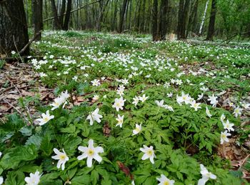 View of flowering plants growing on field