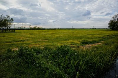 Scenic view of field against sky