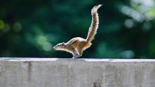 Squirrel running on high speed